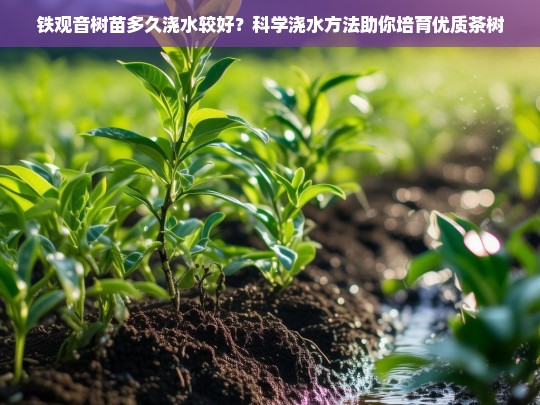 铁观音树苗多久浇水较好？科学浇水方法助你培育优质茶树